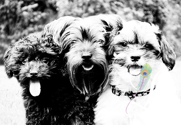 3dogs2-2