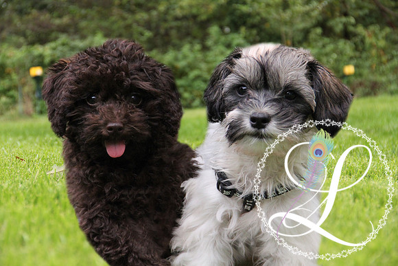 2dogs