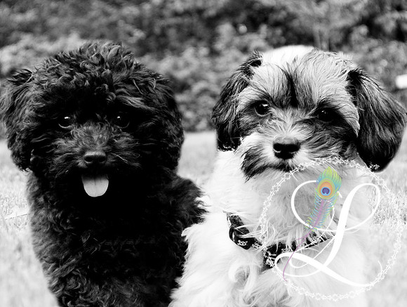 2dogs-2