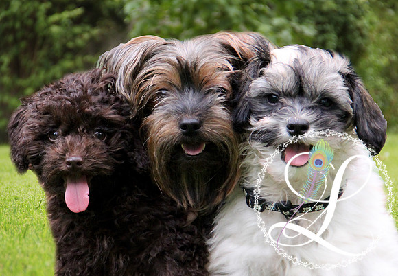 3dogs2