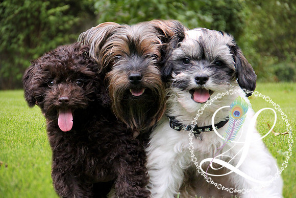 4dogs